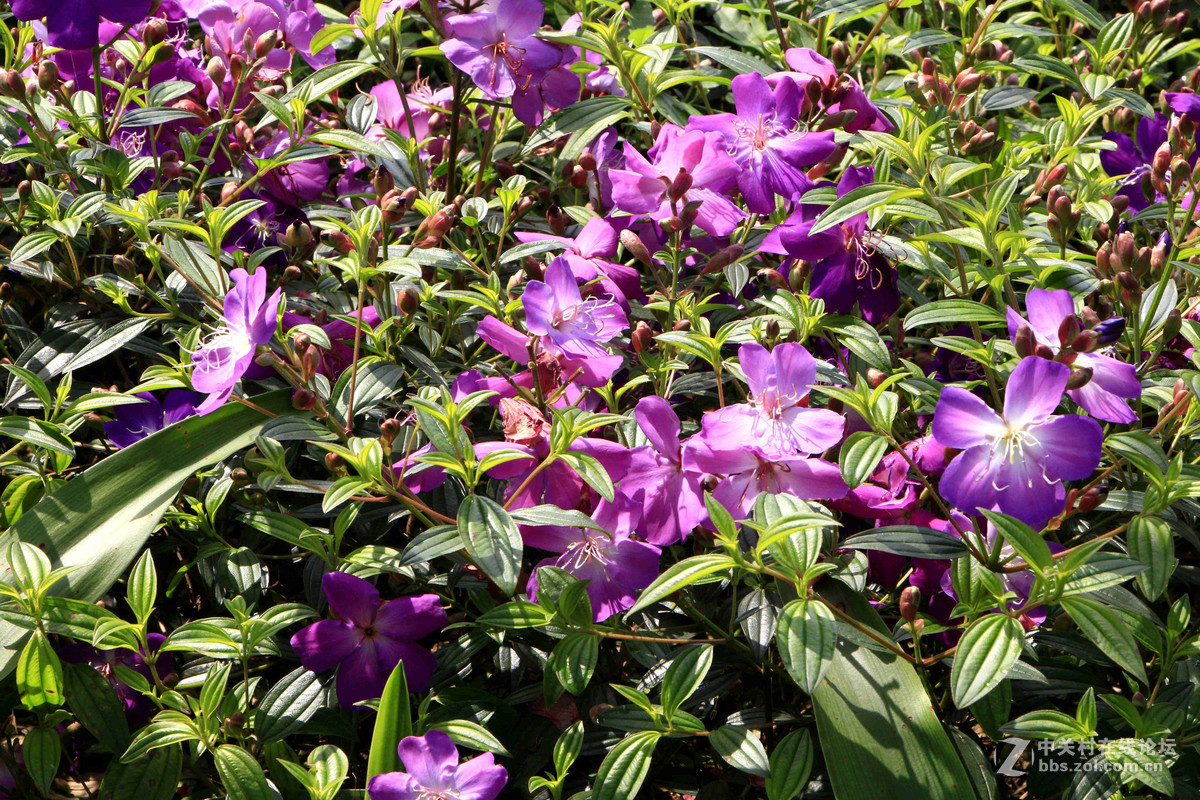 五一随拍（二）