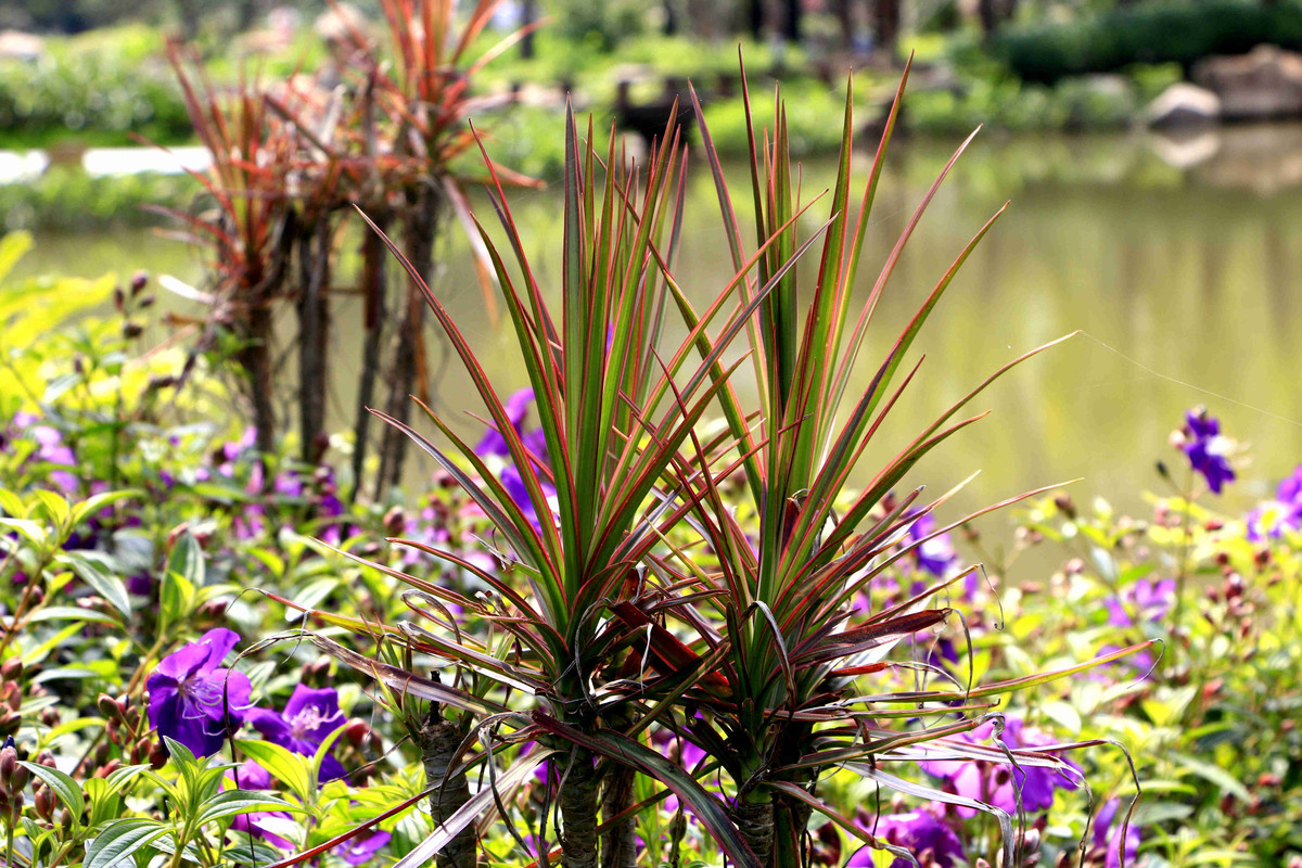 五一随拍（二）