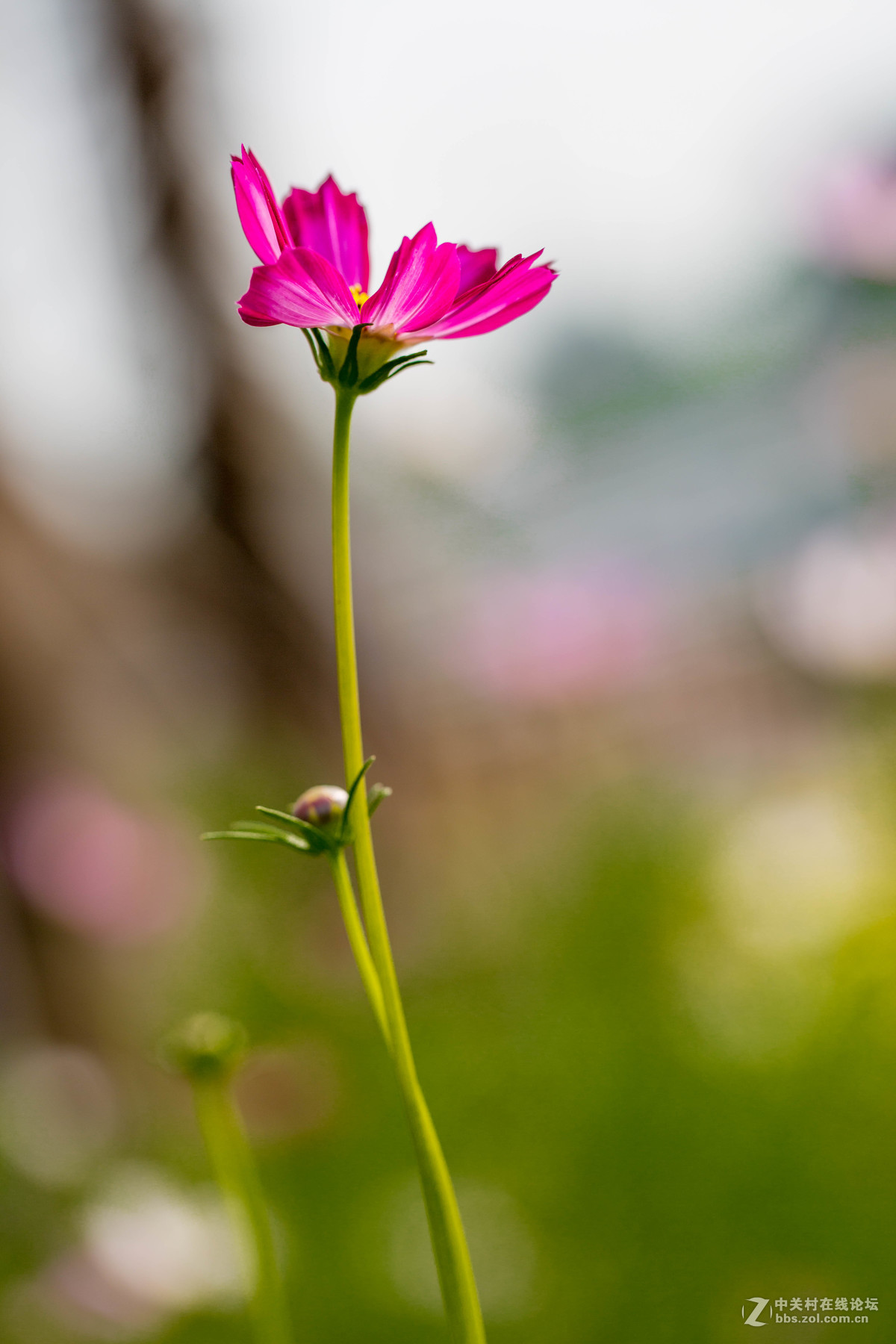 格桑花開