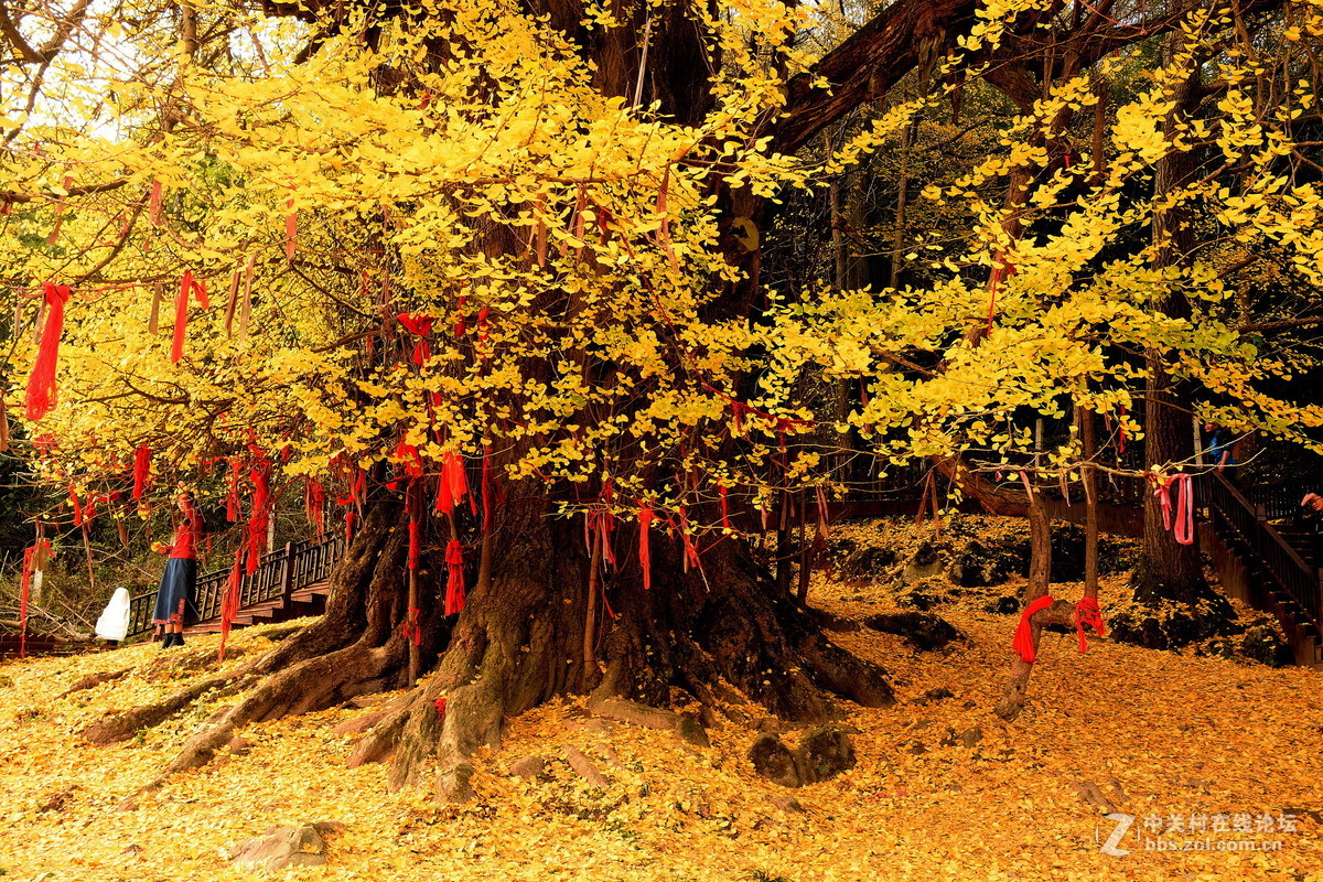 已有4000多年的中华银杏王