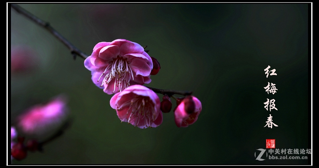 红梅报春