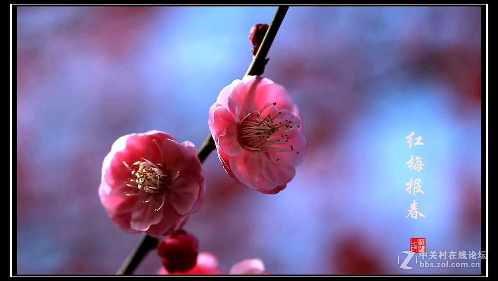 红梅报春