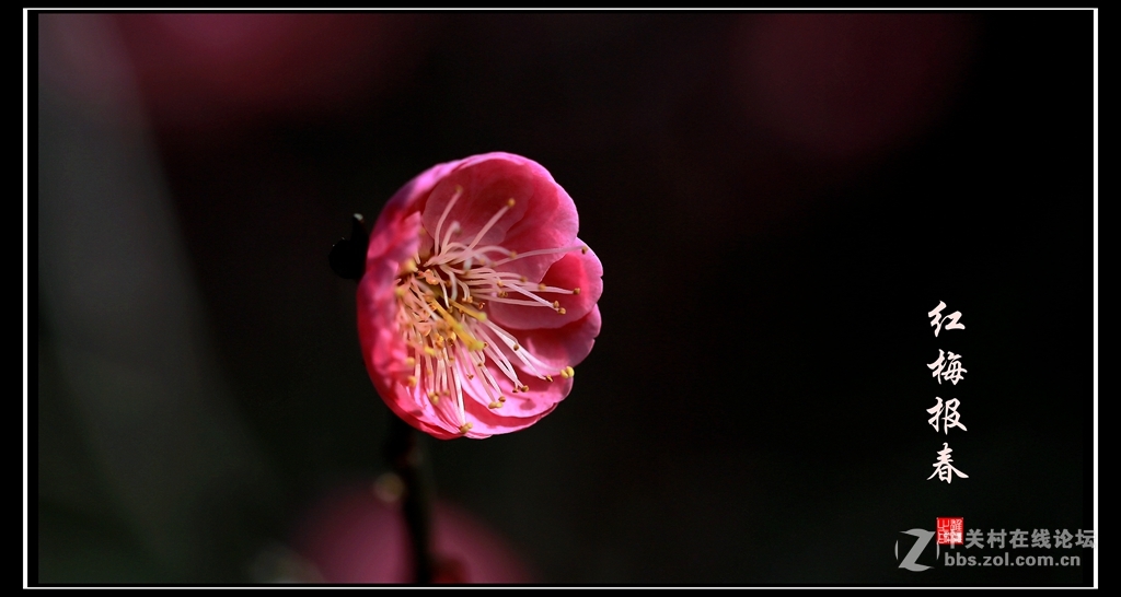 红梅报春
