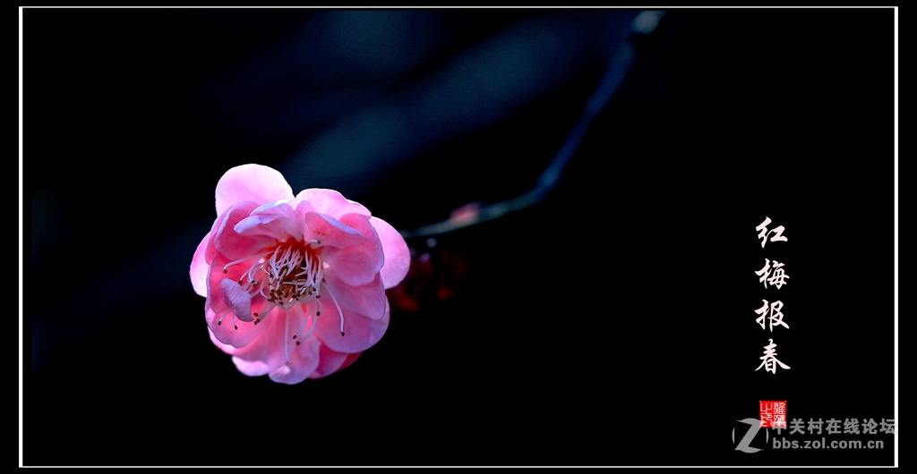 红梅报春