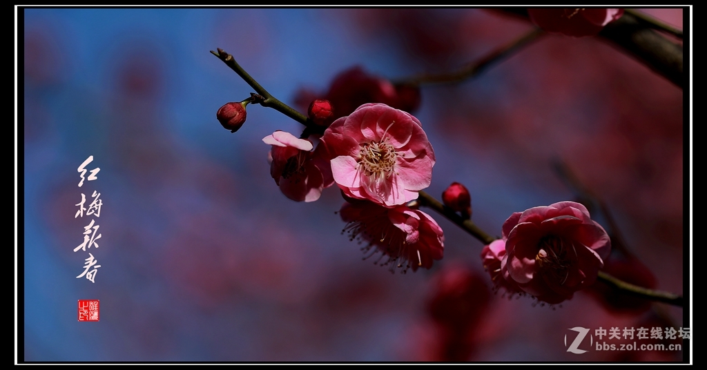 红梅报春