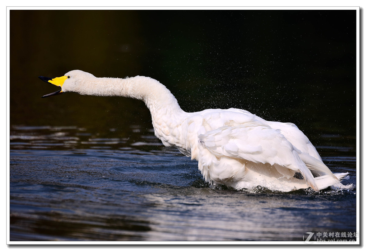 上海动物园打鸟