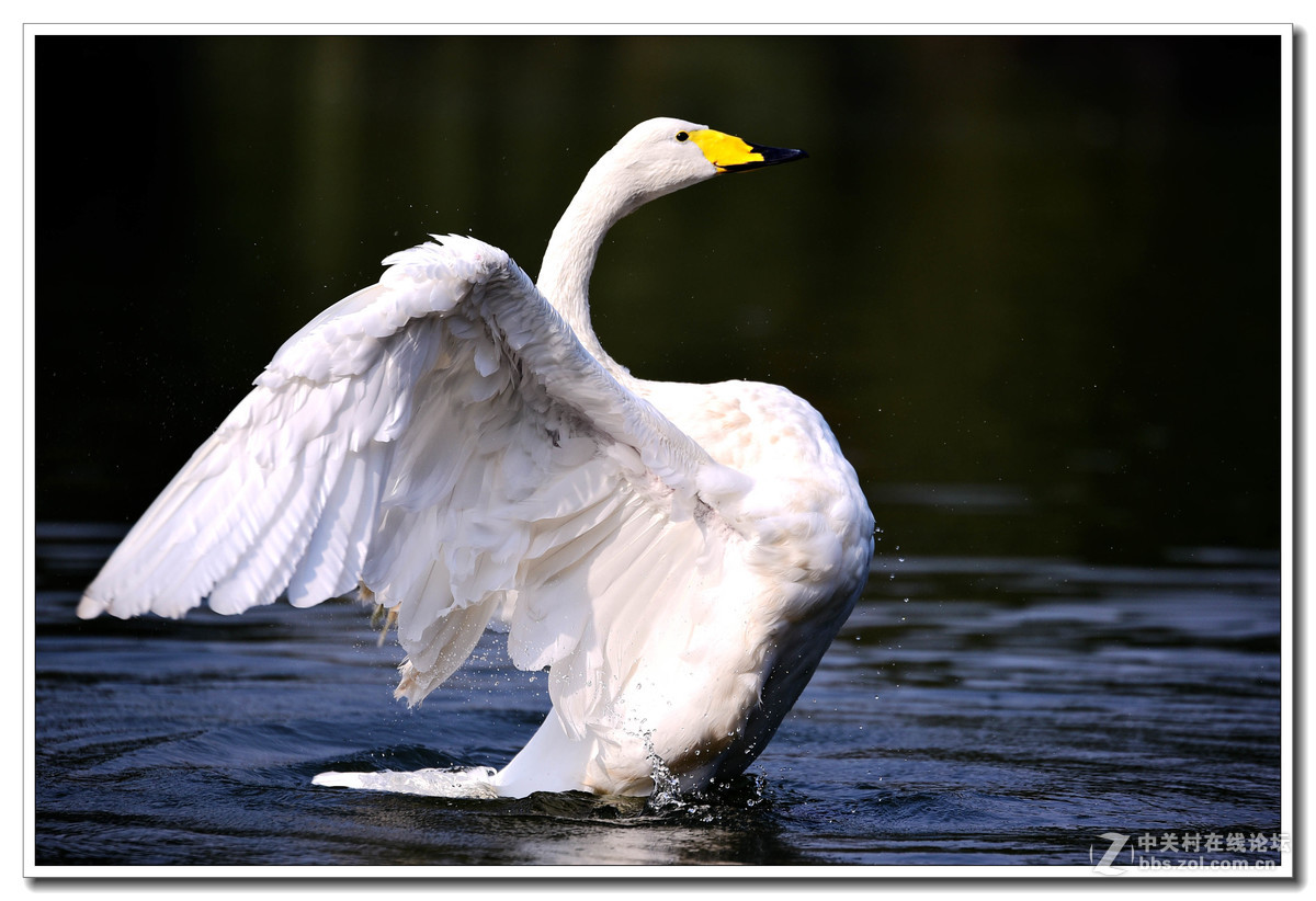 上海动物园打鸟