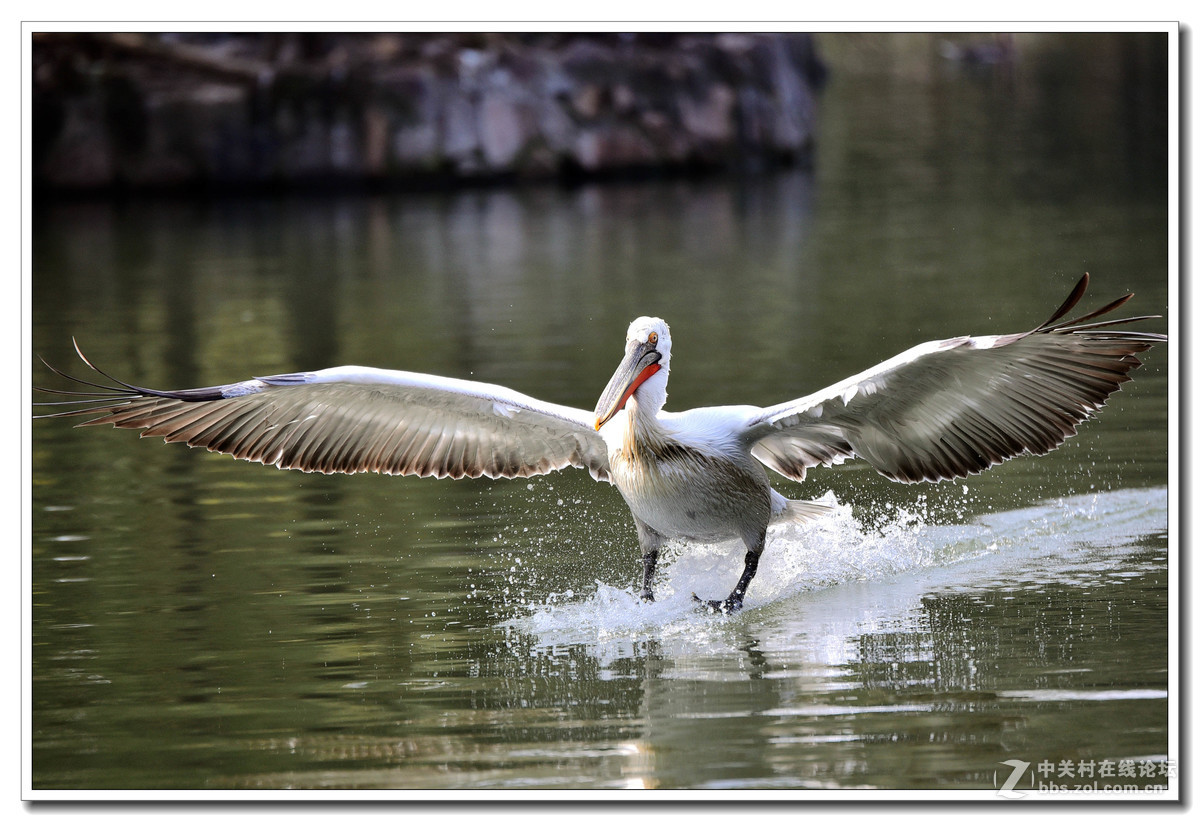 上海动物园打鸟
