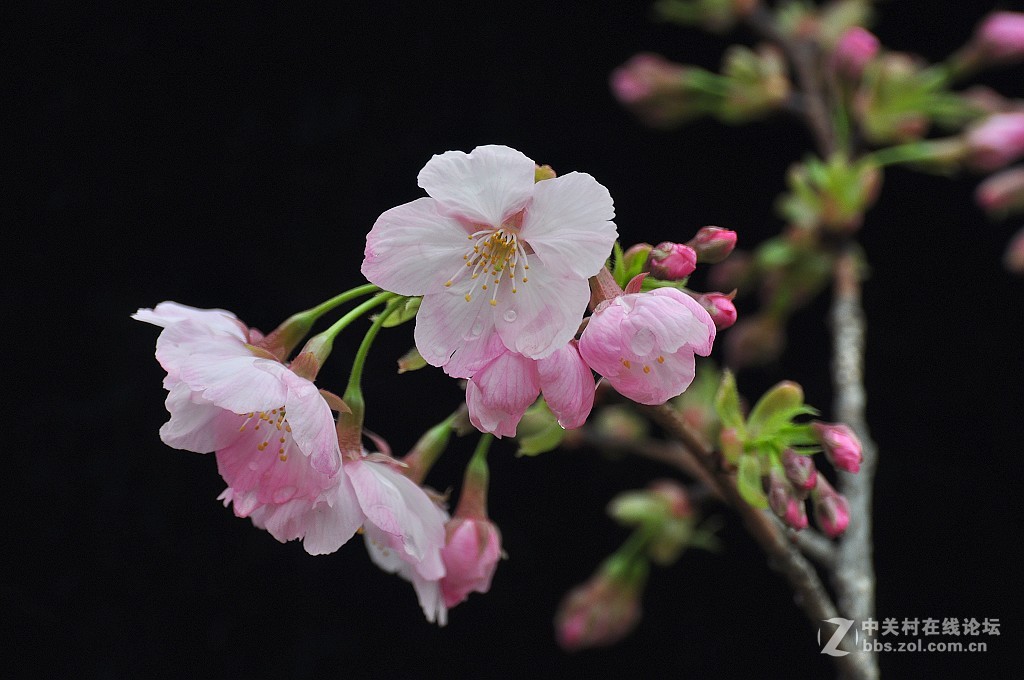 黑背景櫻花