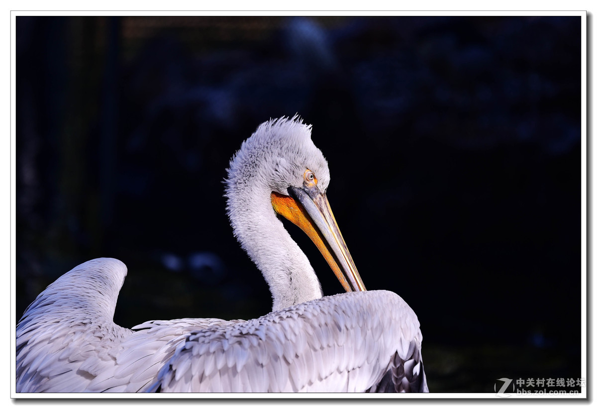 上海动物园打鸟