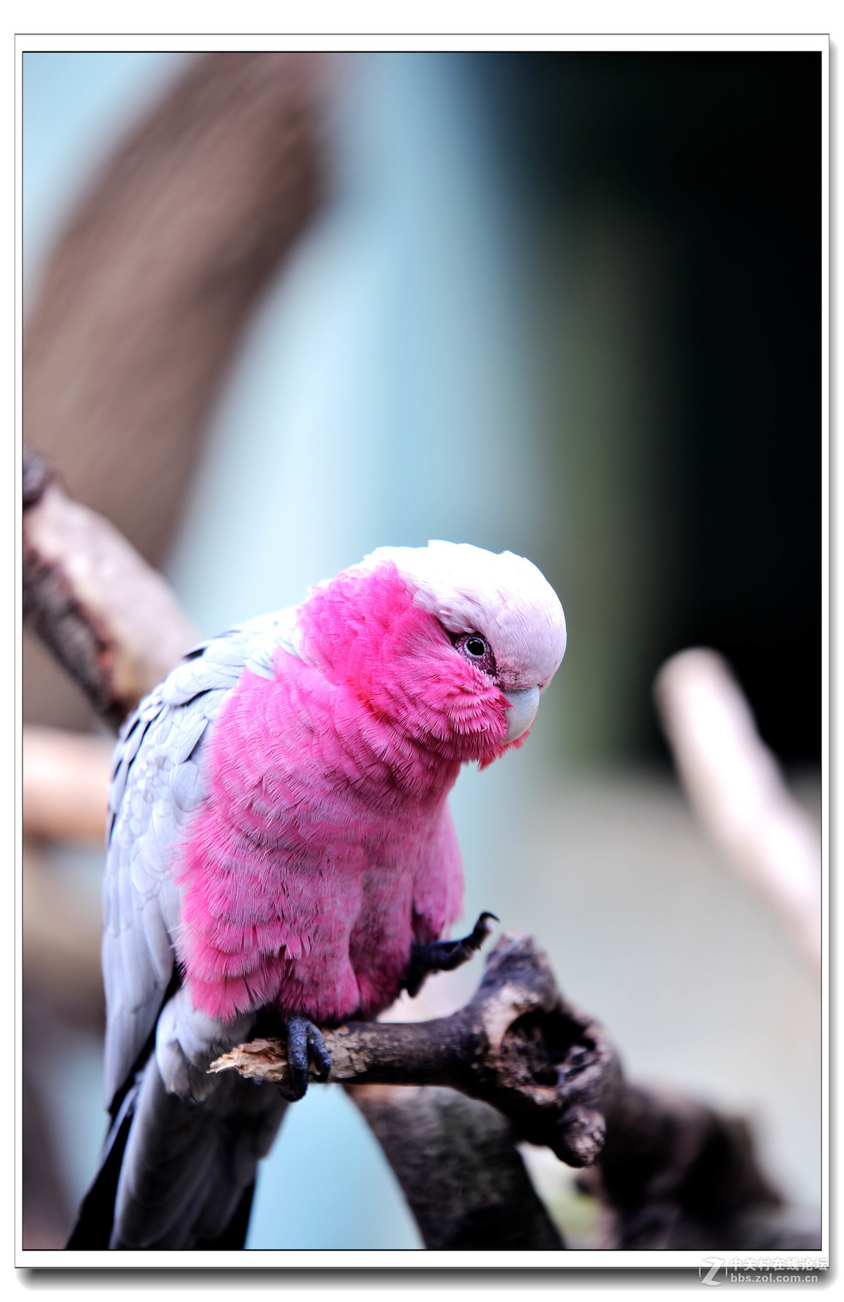 上海动物园打鸟