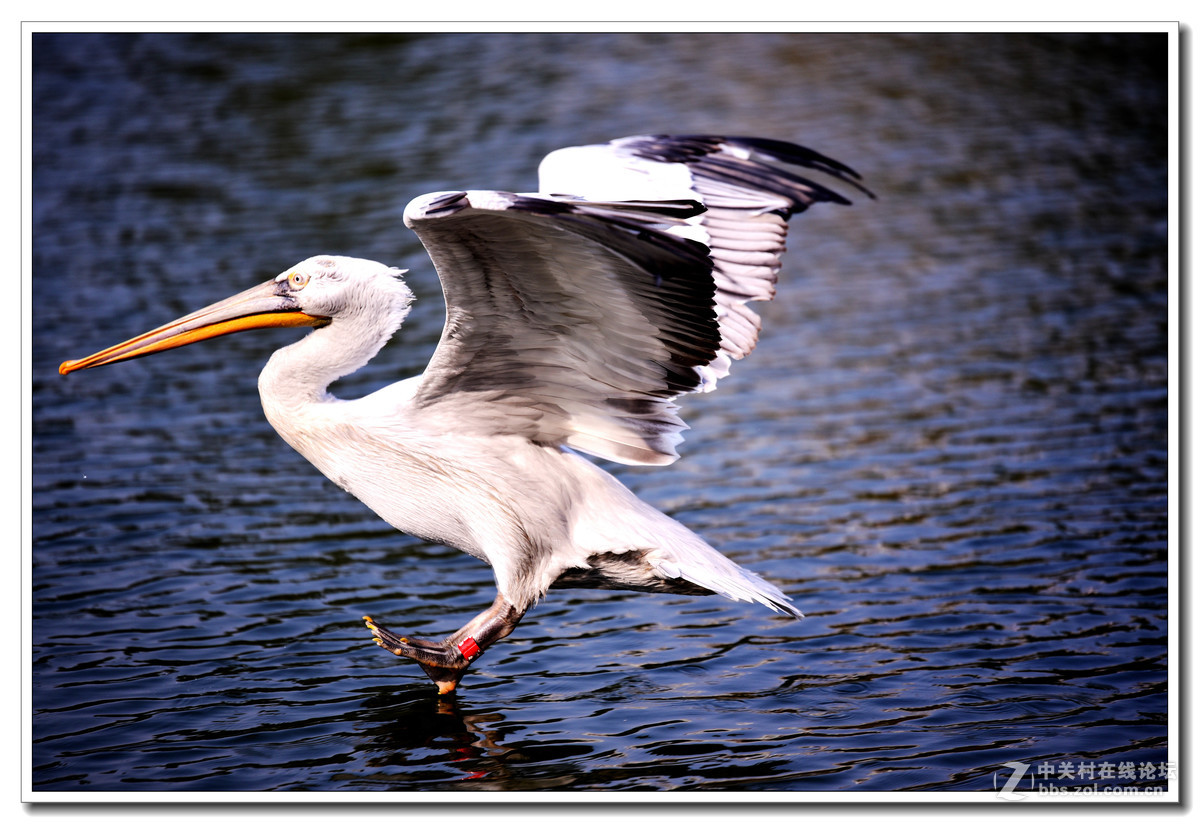 上海动物园打鸟