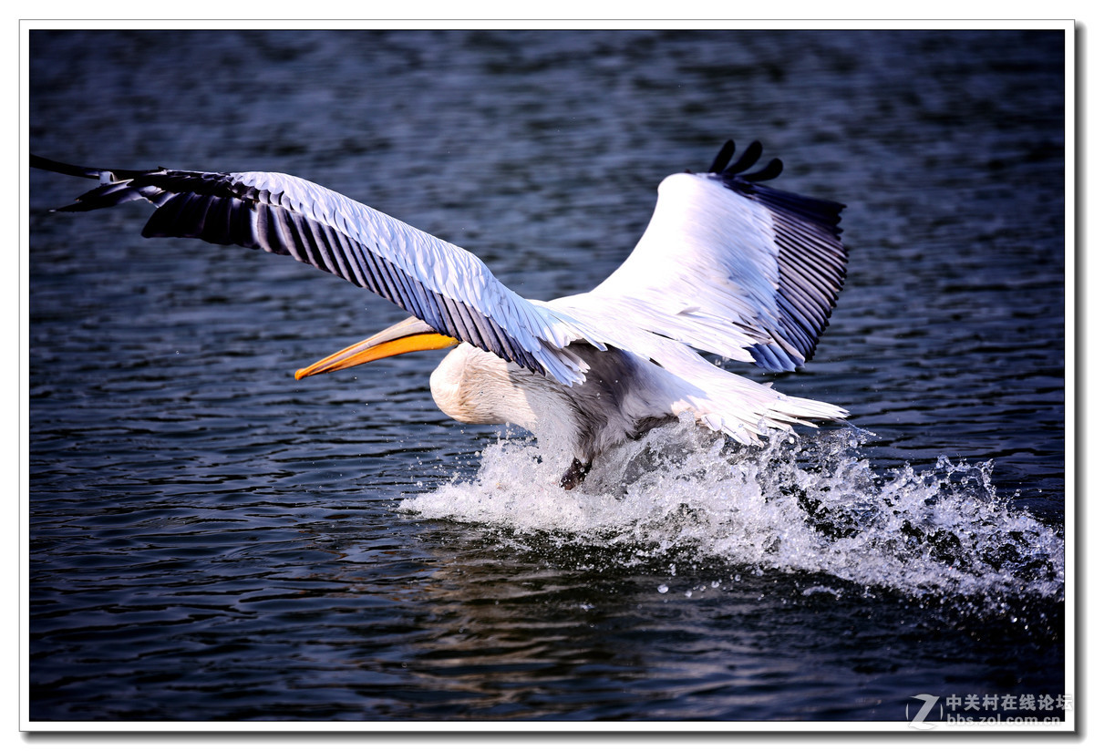 上海动物园打鸟
