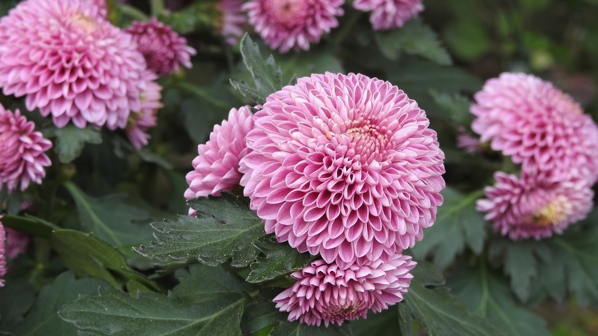 尼康p900s俯拍花