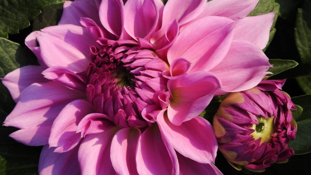 尼康p900s俯拍花