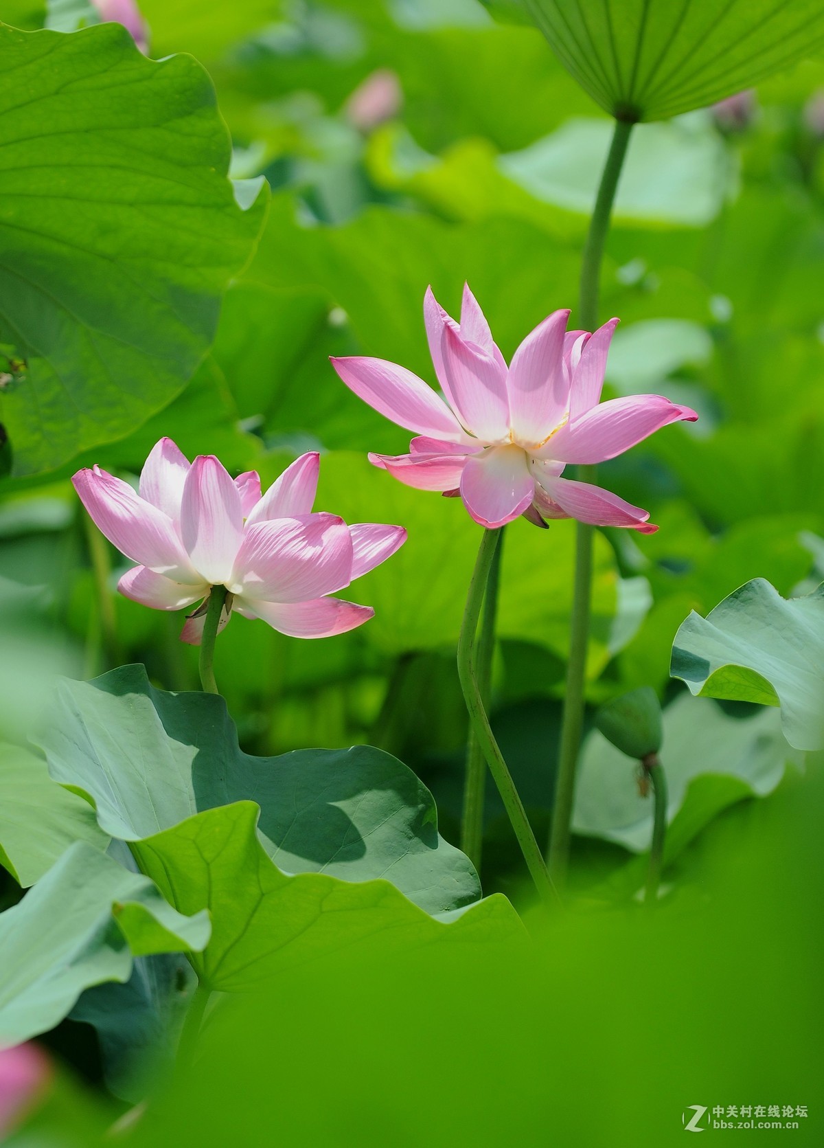 老款画质超棒，目前二手性价比超高的一款长焦微距头！