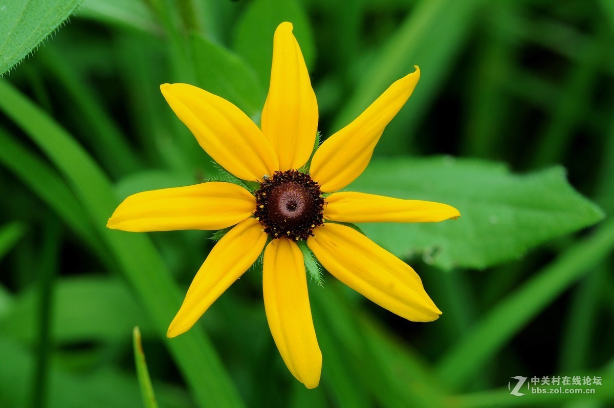 老款画质超棒，目前二手性价比超高的一款长焦微距头！