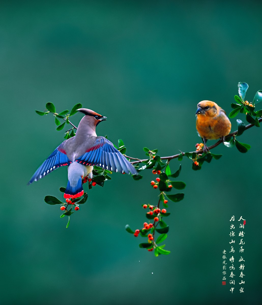 花鸟照片真实照片图片