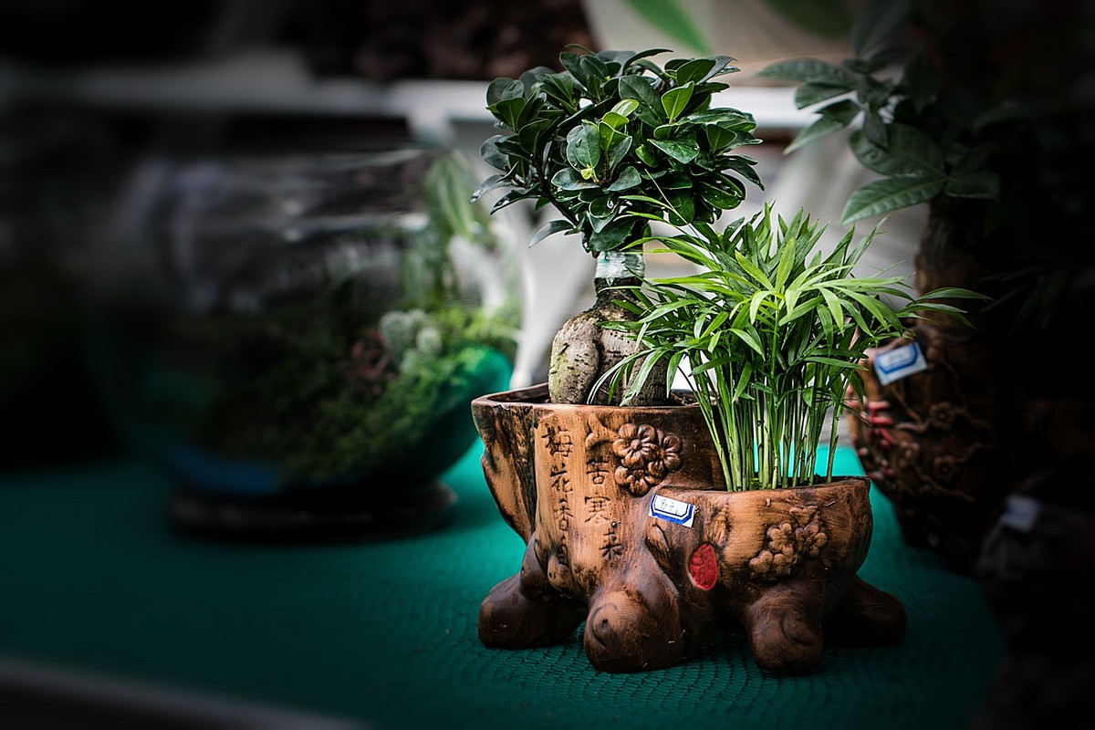 盆栽植物小品