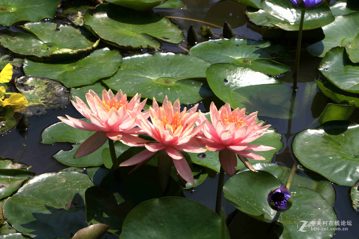 五一随拍（三）