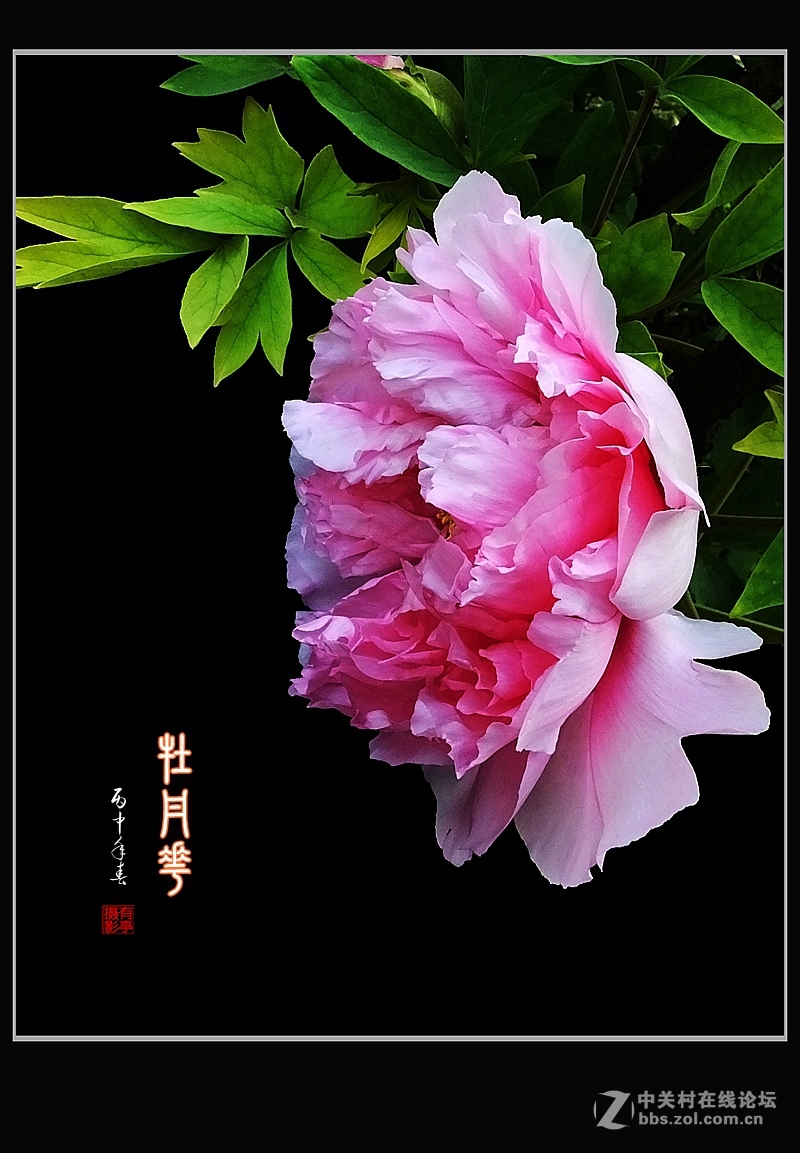 北京双秀公园牡丹(2)-恭贺好友“皓月长弓”再履新职！