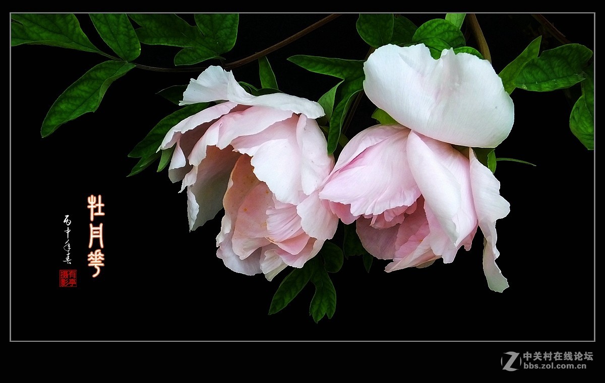 北京双秀公园牡丹(2)-恭贺好友“皓月长弓”再履新职！
