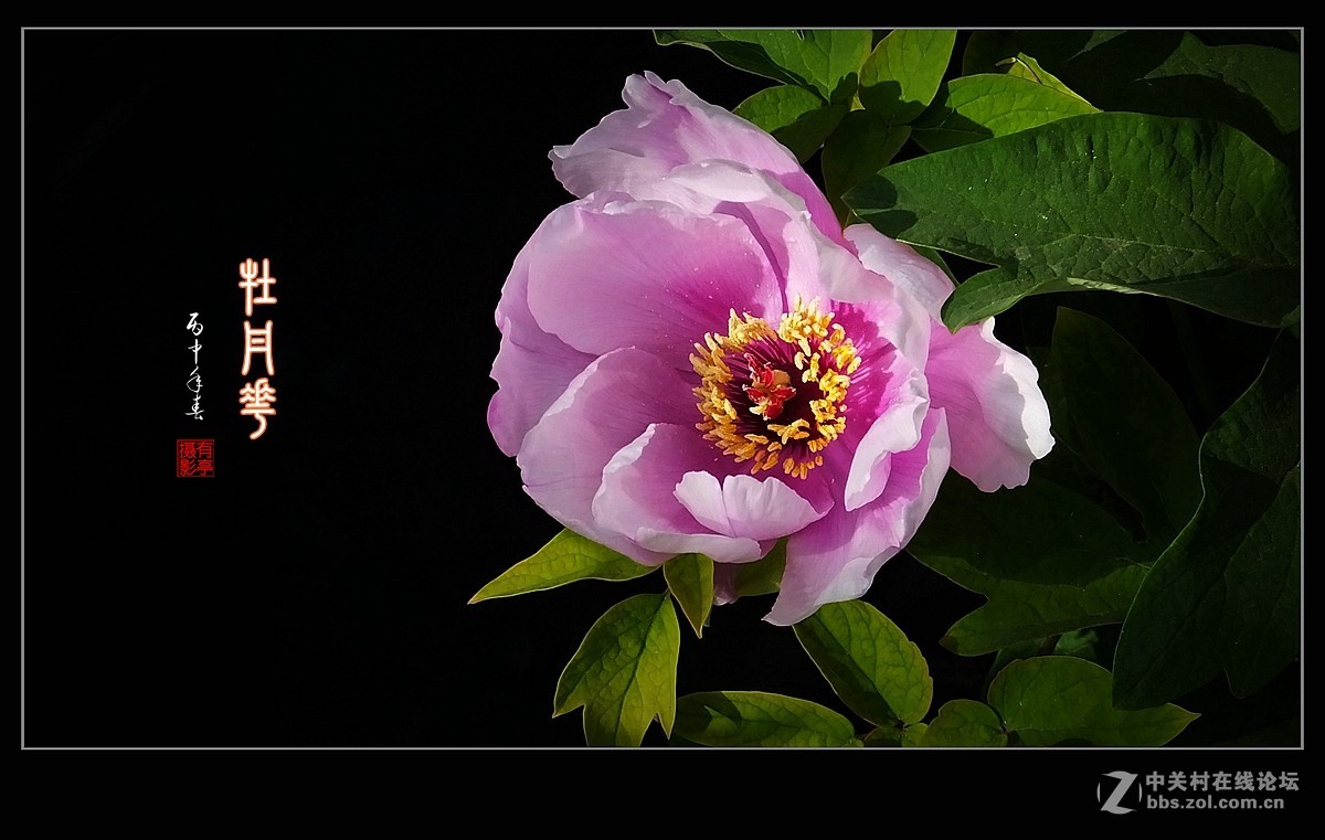 北京双秀公园牡丹(2)-恭贺好友“皓月长弓”再履新职！