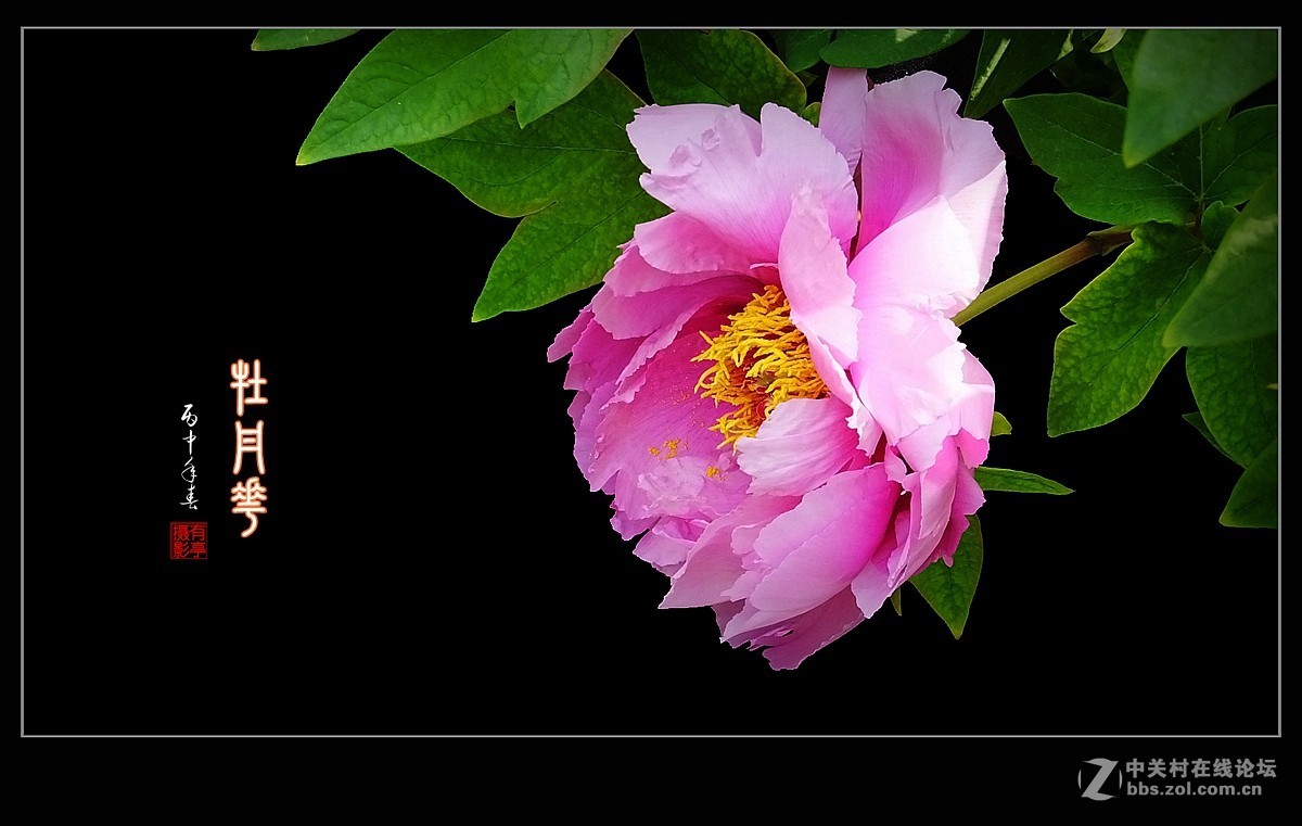 北京双秀公园牡丹(2)-恭贺好友“皓月长弓”再履新职！