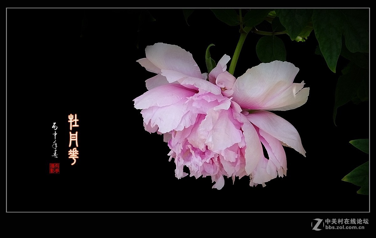 北京双秀公园牡丹(2)-恭贺好友“皓月长弓”再履新职！