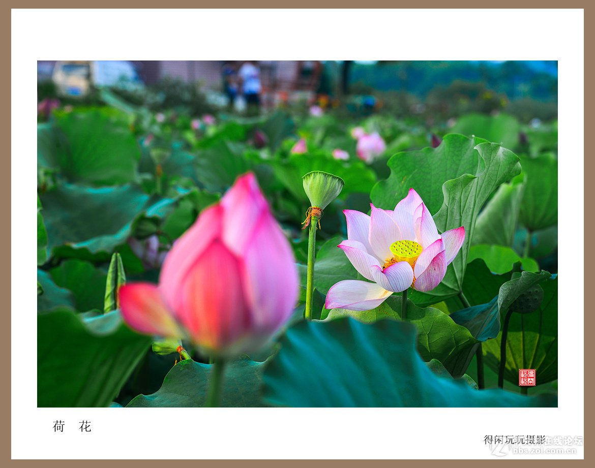 荷花