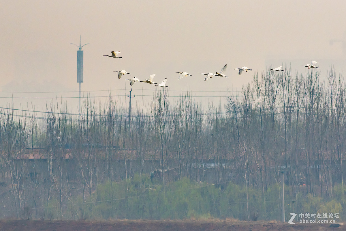 雾霾中飞行的白琵鹭