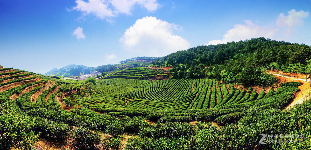 #ZOL月赛-春暖花开#春游大别山