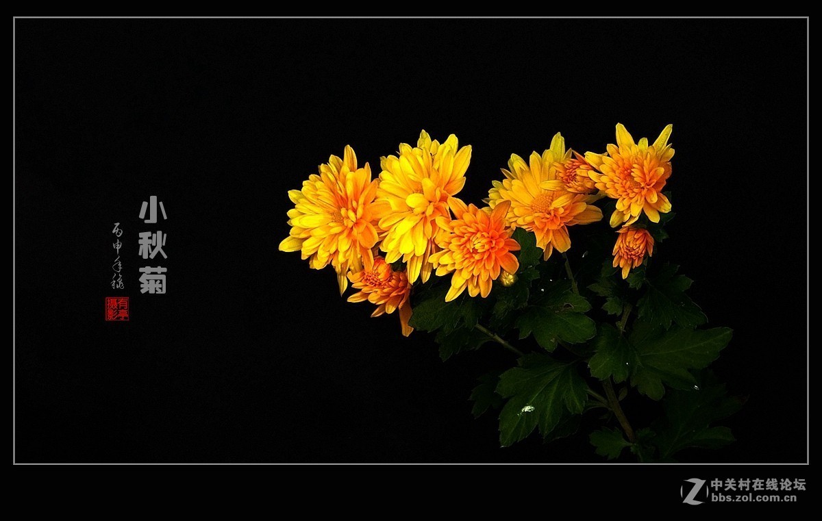 去年“十一”拍摄的小秋菊