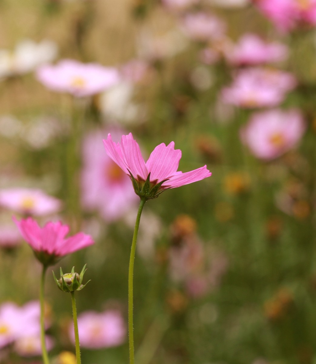大年初八珠海农科奇观