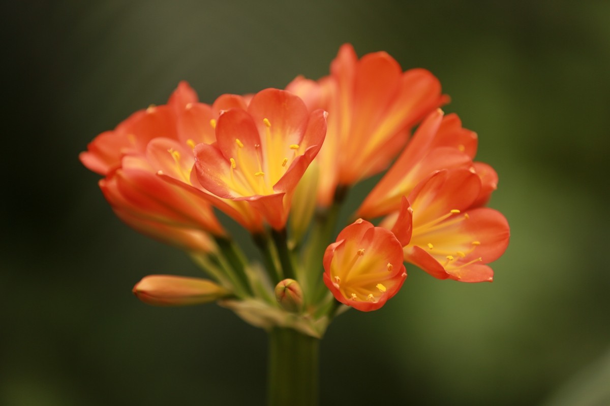 大年初八珠海农科奇观