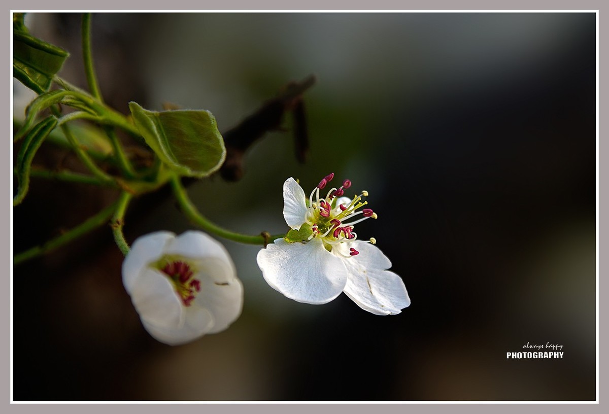#版主坐堂#  2018年4月《佳能EF 24-105mm f/4L  IS USM镜头》星空(中国)优秀作品选编
