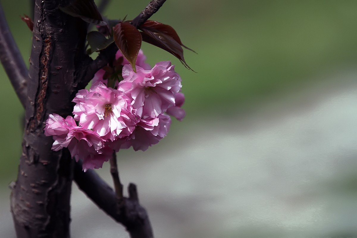 #版主坐堂#  2018年4月《佳能EF 24-105mm f/4L  IS USM镜头》星空(中国)优秀作品选编