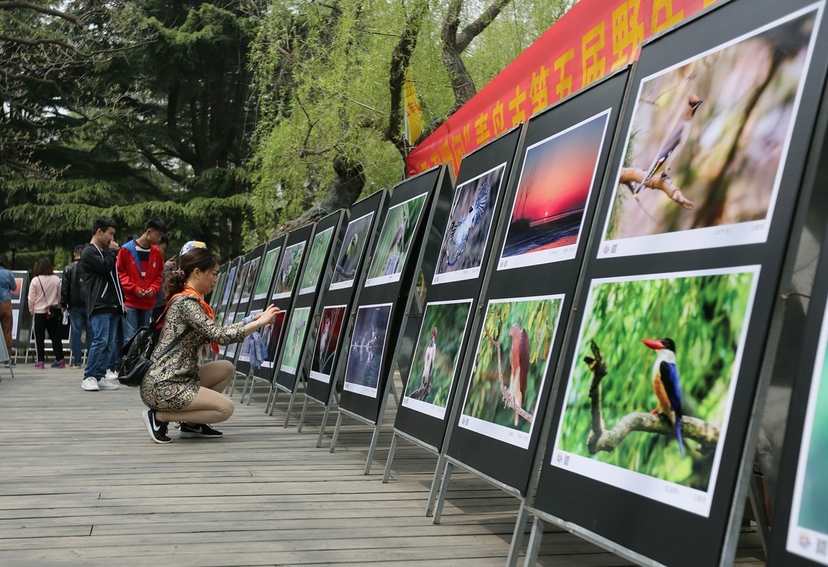 “飞羽瞬间”青岛市第五届野生鸟类摄影艺术展