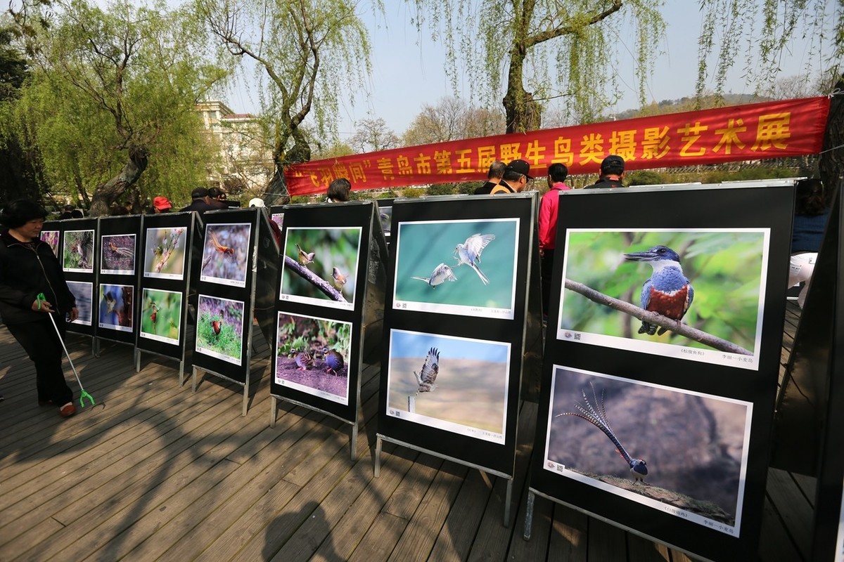 “飞羽瞬间”青岛市第五届野生鸟类摄影艺术展