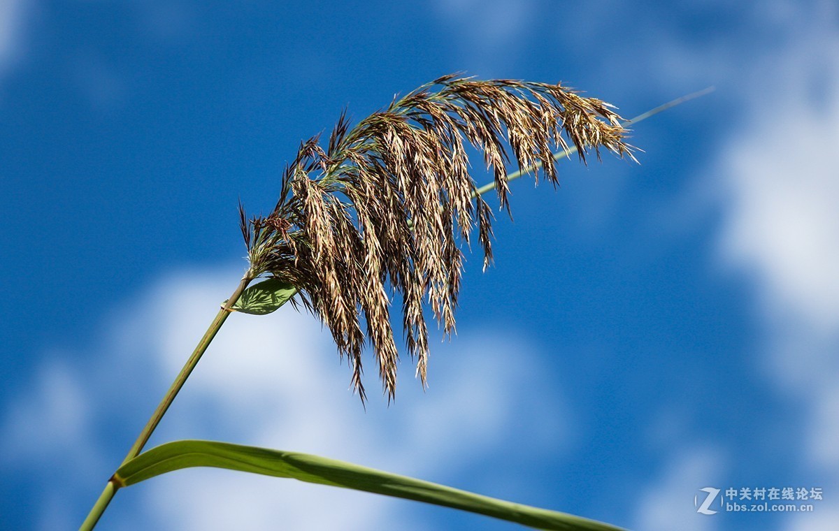 #佳能迷你单反EOS 200D 看见南腔北调# 湿地公园