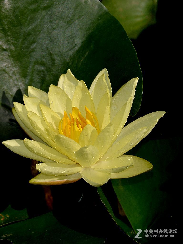 睡莲-1
