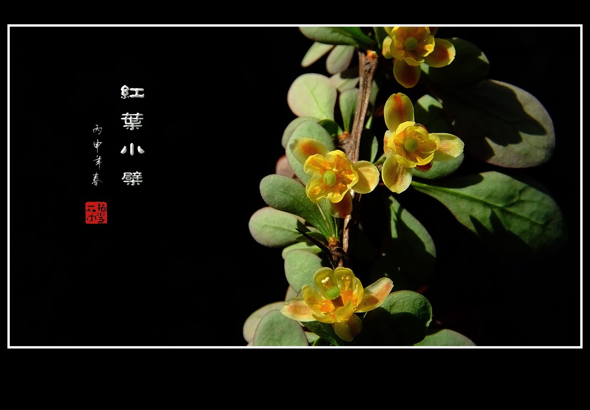 叶底藏羞的红叶小檗