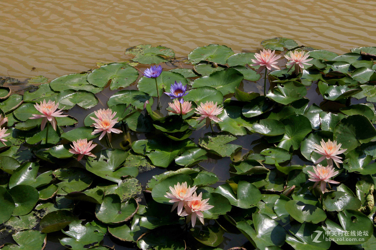 五一随拍（三）