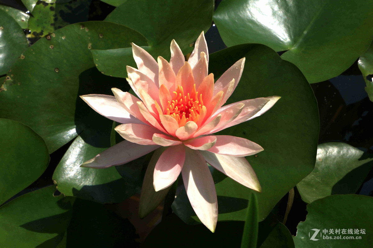 五一随拍（三）