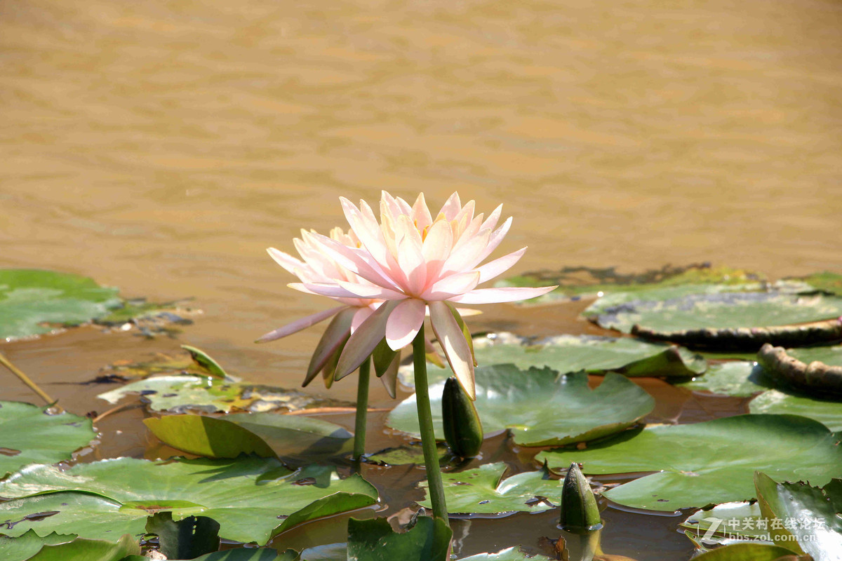 五一随拍（三）