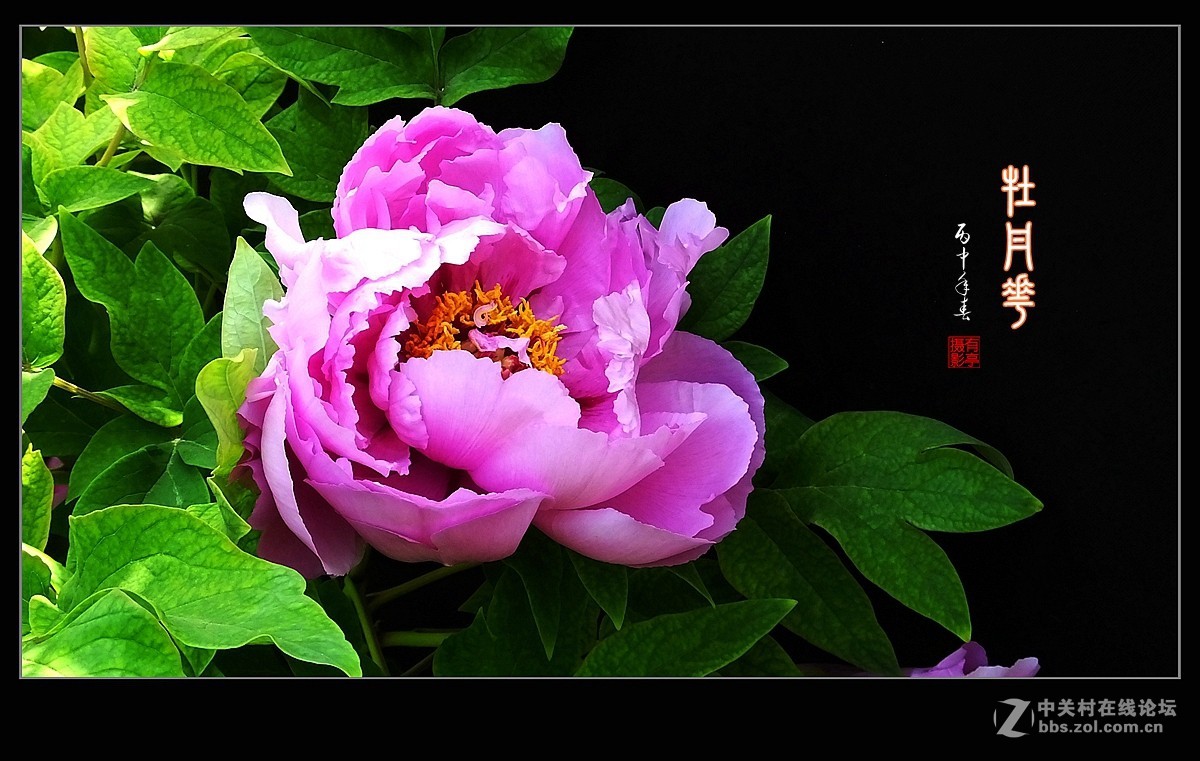 北京双秀公园牡丹(2)-恭贺好友“皓月长弓”再履新职！