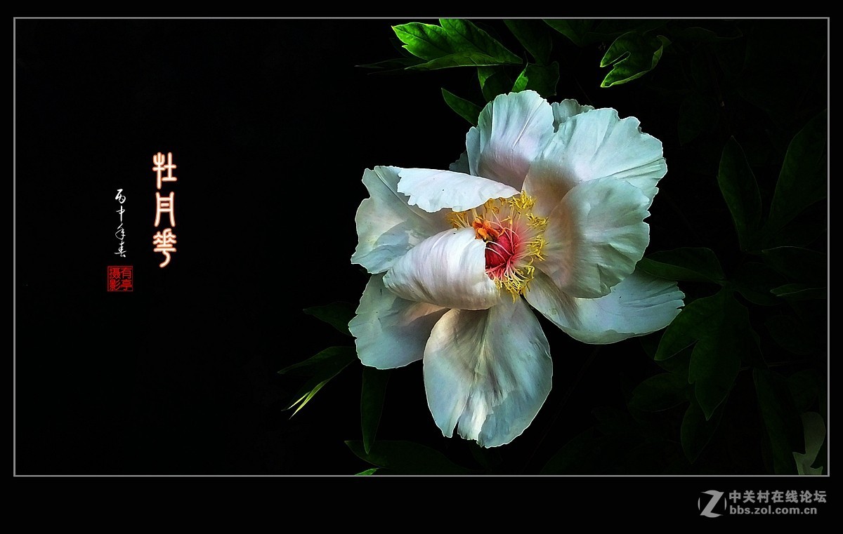 北京双秀公园牡丹(2)-恭贺好友“皓月长弓”再履新职！