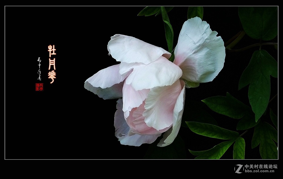 北京双秀公园牡丹(2)-恭贺好友“皓月长弓”再履新职！