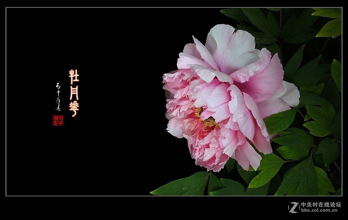 北京双秀公园牡丹(2)-恭贺好友“皓月长弓”再履新职！