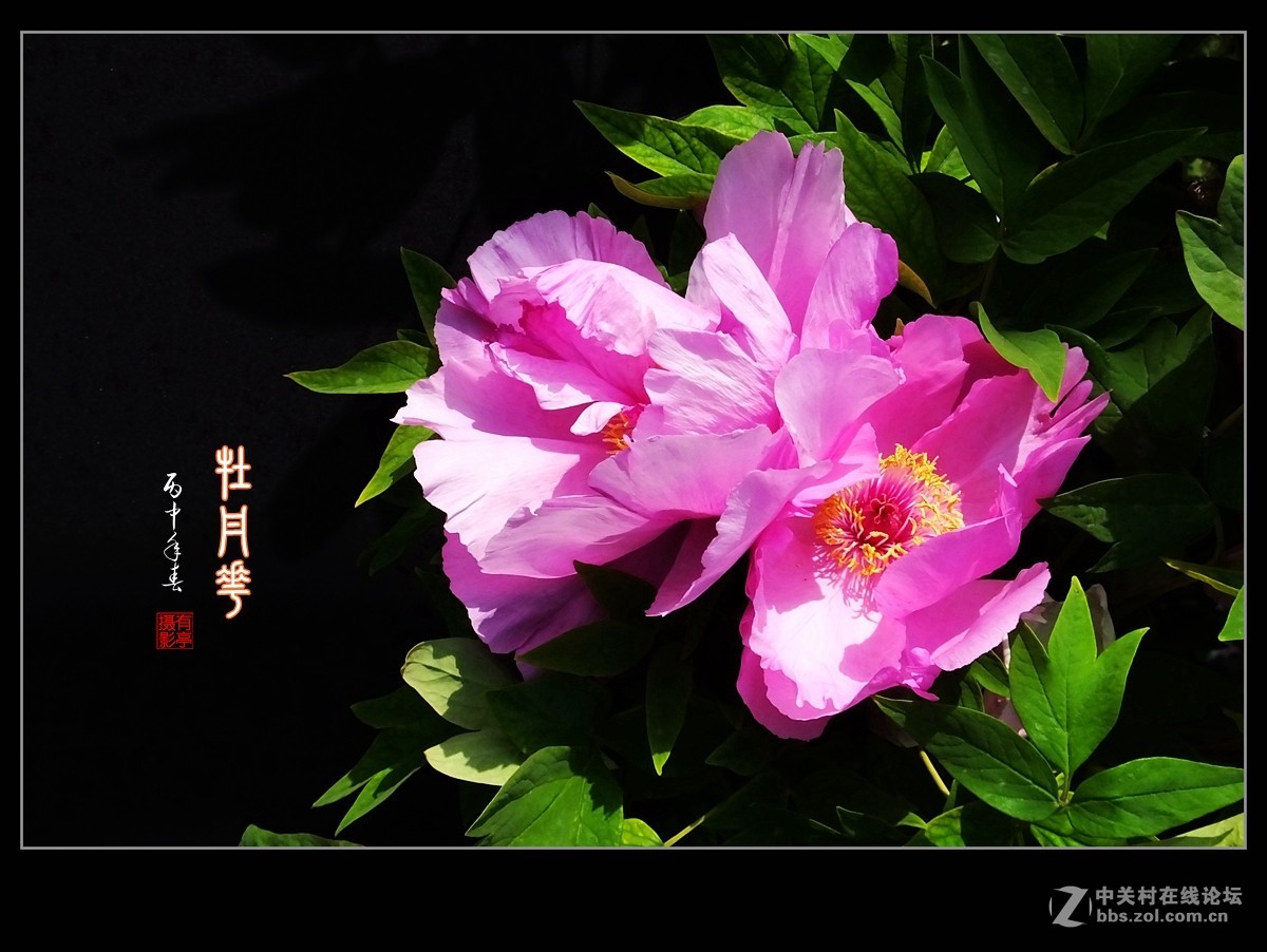 北京双秀公园牡丹(2)-恭贺好友“皓月长弓”再履新职！